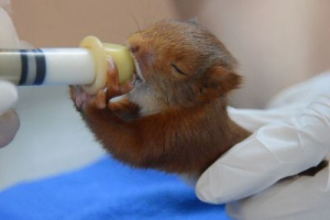 &Eacute;cureuil juv&eacute;nile nourri au biberon - Marie Trossero